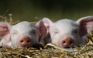人民日报释疑猪肉质量安全问题：为啥要喂饲料及饲料添加剂？