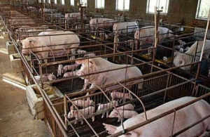 莱州市在全省率先采用生物技术 破解生猪养殖粪污处理难题