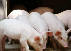 下半年生猪养殖还有机会吗？如果有，能涨到几块钱？