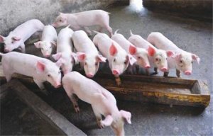 磺胺药治猪病却导致其中毒，错出在哪儿？
