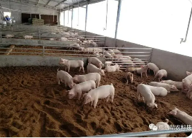 养猪发酵床饲养管理技术要点