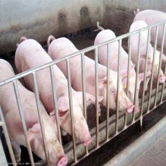 2021年各省分生猪与能繁母猪存栏数据统计