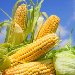 俄乌局势影响玉米进口