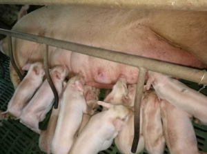 怎样保障哺乳母猪“高泌乳量”和“断奶发情率”？
