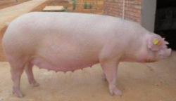 高产母猪的营养需要和精细饲喂的