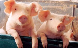  CFT第19周周评：猪价止涨回调，下半月将再度上涨?