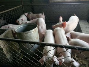母猪产崽慢的原因及预