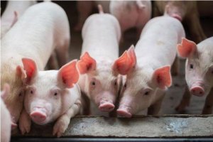 四川不再批准15万头以下生猪屠宰项目