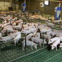猪价连涨11周，仔猪累计涨幅超47％！农业农村部专家：目前已处于上行通道