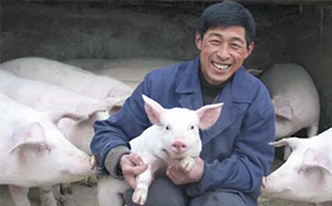 《备战夏季》一初产母猪难产。
