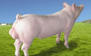 猪场夏季养猪“饮水”的管理，这些你知道吗？