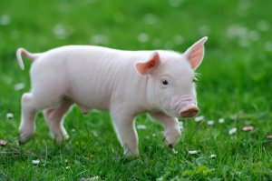 如何从源头上做好猪场生物安全，保持猪舍良好的微生态环境