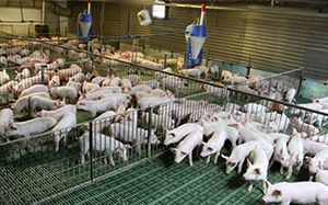 【猪病技术】猪蓝耳病引起的猪场疫病总结