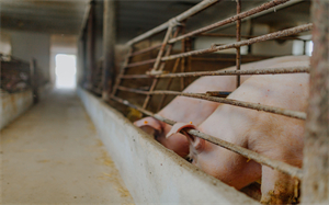 江西：2022上半年猪肉产量136.8万吨，增长8.2%