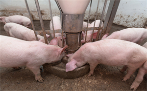 山东：2022上半年生猪出栏2534.5万头，同比增长6.8%