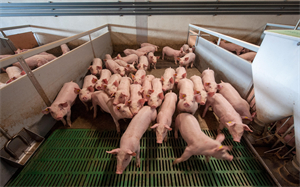 河南：2022上半年河南生猪出栏3221.65万头，增长8.6%