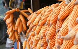 8月玉米市场：风物长宜放眼量