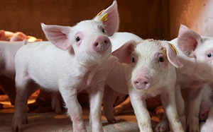 引起猪消化不良的原因是什么，怎么治疗