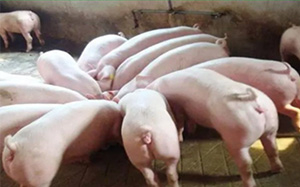 中粮家佳康：2022年7月生猪出栏量24.7万头 环比降19.02%