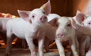 国家将自9月份开始投放政府猪肉储备 增加市场供应