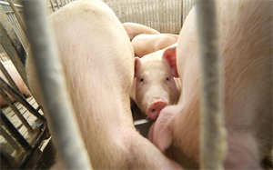 呼和浩特市投放100吨储备猪肉