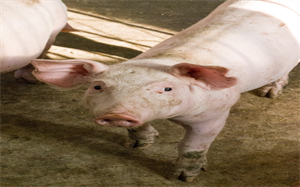 海南启动政府猪肉储备投放工作