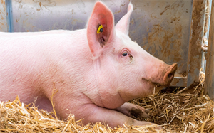 发改委：预计9月国家和各地合计投放猪肉储备20万吨左右