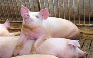 猪价维持高位运行 猪产业或迎布局机会