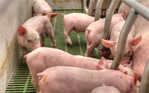 2023年猪价波动幅度小于2022年，将及时采取调控措施