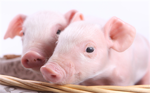 罗牛山：公司1月生猪销售收入8640.81万元 同比下滑27.05%