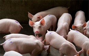 猪粮比4.9:1 陕西将启动政府猪肉储备收储工作