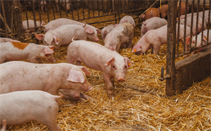 牧原股份：2022年年底商品猪完全成本略低于15.5元/kg