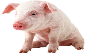 四川省启动年内第一批政府猪肉储备收储工作