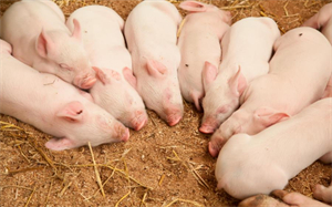 发改委：2023年2月第4周猪料比价为4.29，环比上涨4.89%