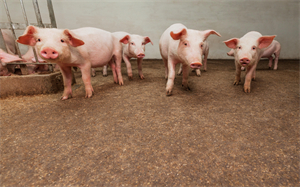 渭南市新增17家国家级生猪产能调控基地