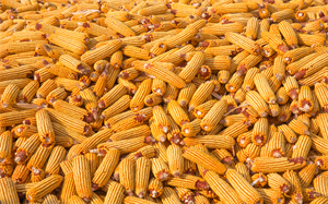 CFT3月13日国内玉米价格局部小涨