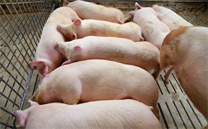 牧原育肥阶段料肉比在2.9左右，猪友你的是多少？