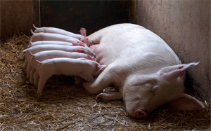 牧原股份：目前生猪养殖完全成本略低于15.5元/kg 预计今年出栏生猪6500-7100万头