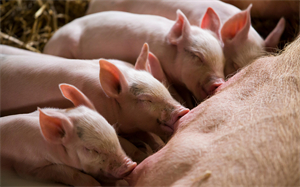 4月末全国能繁母猪存栏4284万头，环比下降0.5%，同比增长2.6%