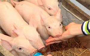 农业农村部到佳木斯市开展生猪产能调控和统计监测工作调研
