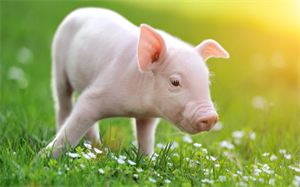 夏天谈养猪～～猪猪发烧，不食，微咳，大便干结的治疗方案 