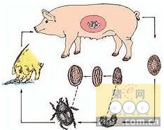 猪常见寄生虫有哪些？