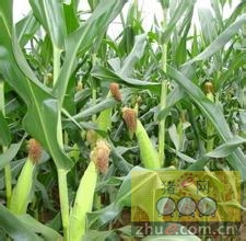 8月17日料评：玉米300亿补贴东北及内蒙古   美豆仍冲高回落
