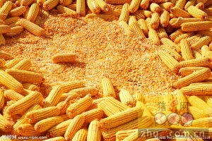8月22料评：玉米涨势难以持续，美豆有望小幅走高