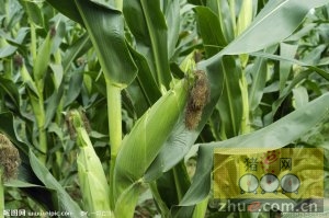 8月23日料评：下游需求好转带动玉米上涨，短期美豆趋弱的概率较大