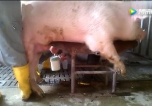 养殖户人工手动公猪采精方法介绍 养猪技术视频演示 