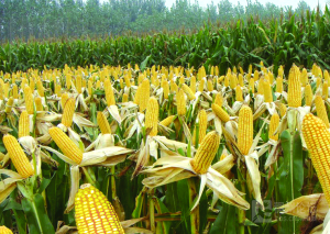 新粮上市高峰　玉米打响“收购战”
