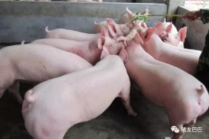 夏季养猪有难题，如何度过这个高温天气，不让猪掉膘呢？