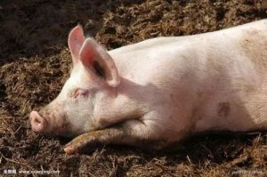 甘肃省将投放2000吨储备冻猪肉