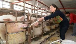 生猪产能逐步恢复 猪肉价格涨势趋缓